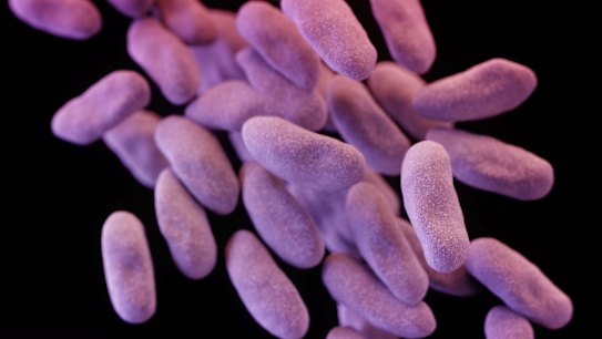 A computer-generated image of a group of carbapenem-resistant bacteria. 