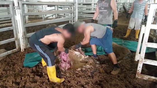 'Boiled alive': New footage shows full scale of live exports horror