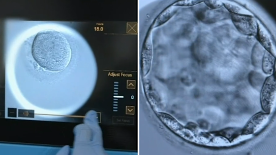 A woman has given birth to a stranger's child after the wrong embryo was mistakenly transferred at Monash IVF in Brisbane.