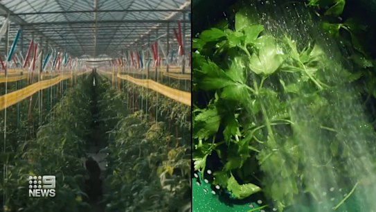 Coles and Woolworths are locked in a sustainability war with, both supermarkets competing to see who can be greenest.