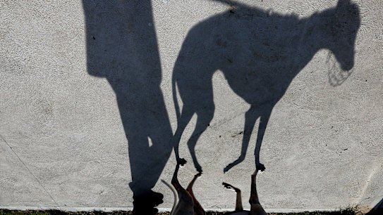 SYDNEY, AUSTRALIA - MARCH 09:  A Greyhound race meeting at Richmond on March 9, 2016 in Sydney, Australia.  (Photo by Anthony Johnson/Fairfax Media)