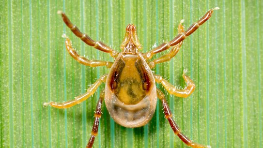 The Australian paralysis tick.