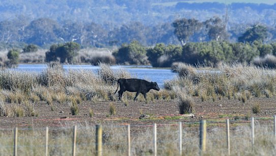 Toxic fears: Farmers warned not to eat the beef they sell
