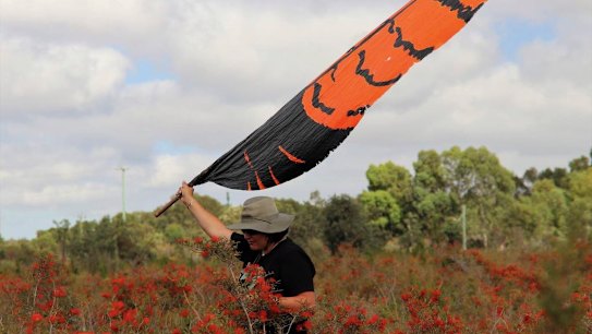 Proposal threatens one of Perth’s biggest endangered cockatoo roosts