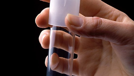 Wollemi pine cuttings grown in agar.