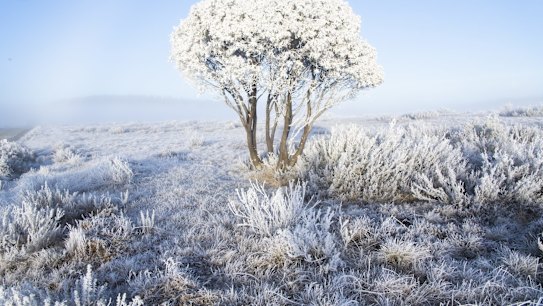 Frost on Long Plain in the Kosciuszko National Park.