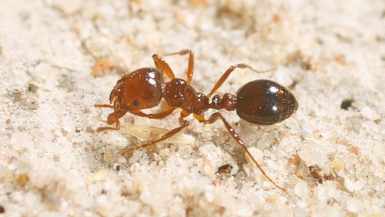 Red fire ants found more than 15kms south of Qld containment lines