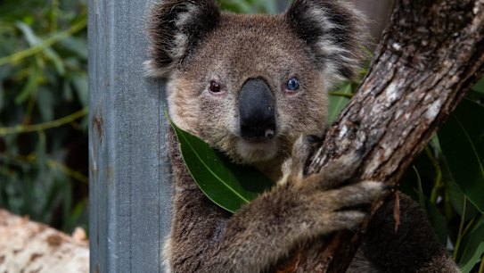 A koala with chlamydia in the Wildlife Hospital within the Port Stephens Koala Sanctuary.