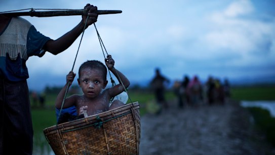 An ethnic Rohingya child from Myanmar is carried in a basket past rice fields after crossing over to Bangladesh.