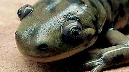 In China, eating salamander meat is thought to improve one's skin.