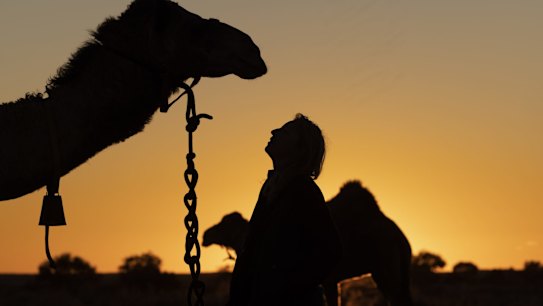 OODNADATTA, AUSTRALIA - MAY 21: Sophie Matterson interacts with her camels on May 21, 2021 near Oodnadatta, Australia. Sophie Matterson, 32, is on a 5,000km journey - walking with five camels coast to coast from Australia's western-most point in Shark Bay, Western Australia, to its eastern-most point in Byron Bay, New South Wales. Sophie left her life in Brisbane working in film and television to embark on the trek in March 2020. Shortly after setting off on her journey, state border closures and travel restrictions due to COVID-19 meant Sophie crossed the heart of Australia in almost total isolation. Sophie walked a 700km stretch of the Great Victoria desert with almost no contact. There were intense highs and lows through this challenging leg. While the isolation and strain have at times been overwhelming, Sophie says the highs have outweighed initial challenges. "I just loved being out there alone, watching the landscape change," she said. "There are not many places left in the world where you can look around 360 degrees and just see nothing but the landscape." Sophie has recently embarked on part two of the trek from Cooper Pedy in South Australia, where the team had a break over the summer months. Sophie is now in the South Australian desert, following the famous Oodnadatta track before turning North-East towards the meeting of three Australian state borders at Cameron Corner. Sophie's day starts at 5:30am with a fire and breakfast made while the camels graze for an hour. The process of gathering the camels together and saddling up with supplies takes another hour. Sophie usually walks 18km per day with the camels and plans to make it to Byron Bay by November of this year.  (Photo by Brook Mitchell/Getty Images) .