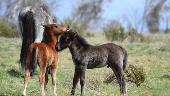 'Ridiculous': Wild horse plan strains Greens, fuels Liberal 'disquiet'