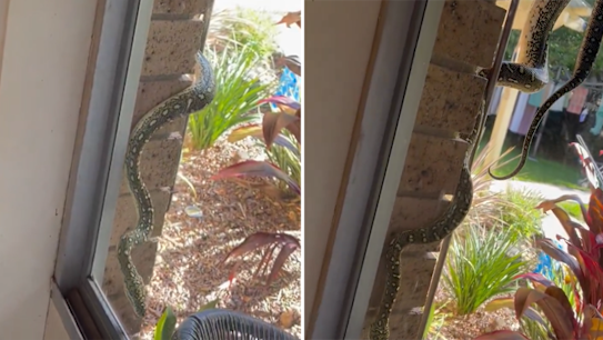 2GB host Clinton Maynard captured the moment a two metre long snake slithered down his window.