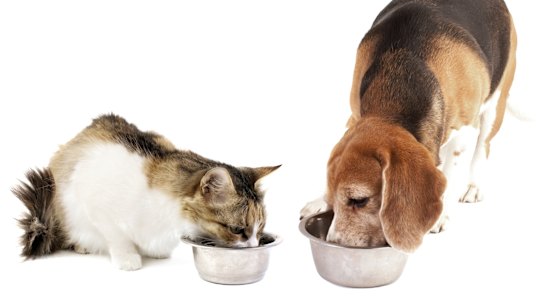 Do we know what we are feeding our cats?