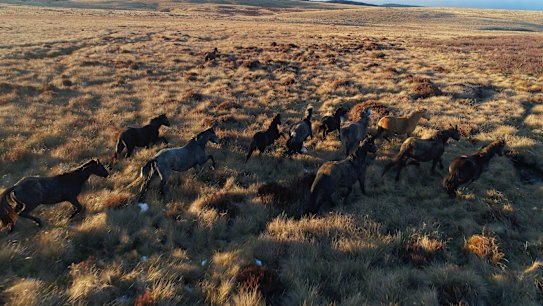 Brumbies cull backflip for Snowy Mountains is 'madness': professor