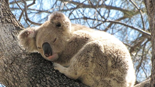 Koalas are among the many species facing habitat loss as the NSW government prepares new land-clearing codes. 