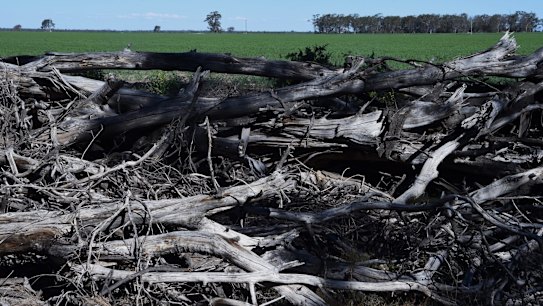 'Really scary': NSW environment minister warned of land-clearing leap