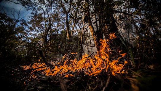 Falling moisture levels point to the prospect of an early and active fire season for many forests in NSW.