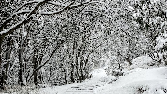 An Antarctic blast has resulted in 22 centimetres of snow falling at Falls Creek in the last 24 hours ahead of the official opening of the ski season.