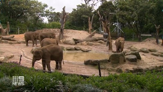 There are three baby elephants on the way at Melbourne Zoo.