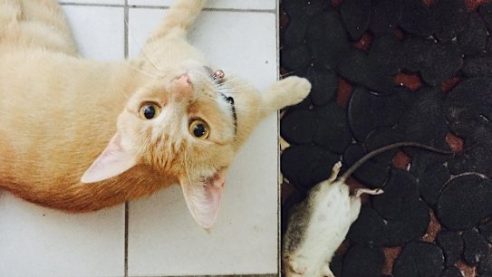 Look what the cat dragged in. Maisie gave her owner this rodent as a birthday present last week. Conservationists are concerned about the number of birds and animals killed by roaming outdoor cats, while cat owners and experts fear for cats' safety. 