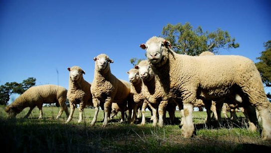 'Don't be cross at the government': deputy PM rejects call for compensation over sheep exports
