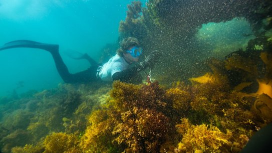 Marine Ranger Jack Dowson takes an audit of marine life and habitat on a reef near  Point Nepean.