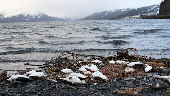 The new research is one in a string of studies that have used such a method to detect old carbon emerging from Arctic lakes or rivers.