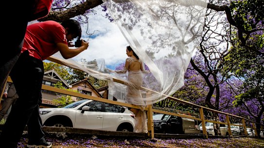 Jacarandas trees in Kirribilli.   Tourists have been replaced by Brides and foreign tourists. 9th Nov 2020. Photo: Edwina Pickles / SMH