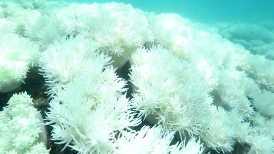 Hard coral bottom left and soft coral. Bleached as far a you can see.