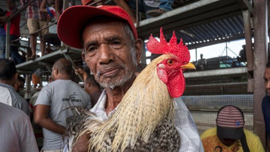 Cock fighting in East Timor's political arena