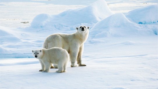 At risk: shrinking Arctic ice is bad news for polar bears - and the planet.