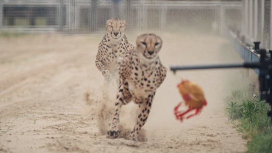 The Shanghai Wild Animal Park promotes a "one-hundred-metre race show between African Cheetah and Australian greyhound".