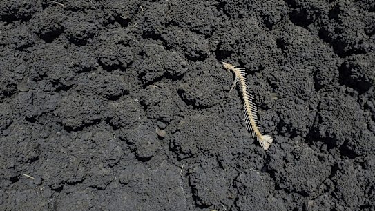 A fish bone in a dry dam at Rebecca and Dan Reardon's property near Moree, NSW, which has been affected by years of drought. 