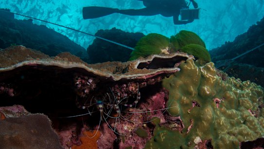 'Shocking': Fish stocks in Australian waters drop a third in a decade