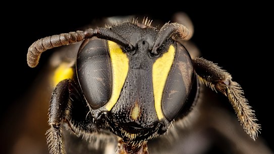 This humble Australian bee is helping to disrupt the plastics industry