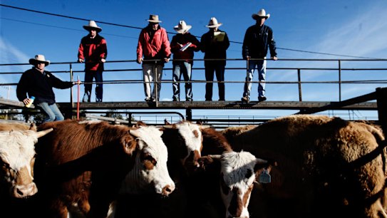 Semen auction to help fund farmers' fight against new laws