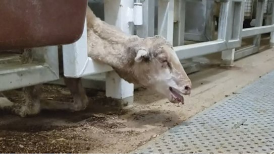 Tough new rules on live exports not enough to stop MPs' push to ban trade