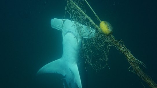 Whales, crocodiles and dolphins: The painful toll of Queensland's shark program