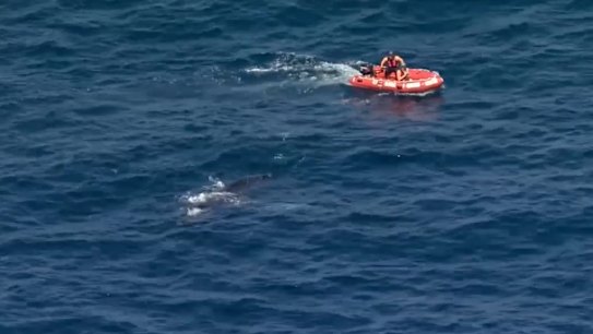 A rescue operation is underway to free a whale believed to be caught in shark nets in Wattamolla, in waters off Sydney's south.