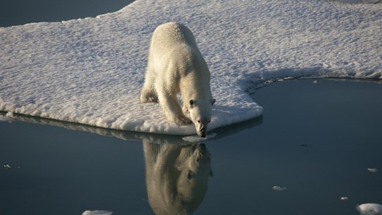 Record low sea ice in the Arctic has an impact on species such as polar bears which need it to survive.