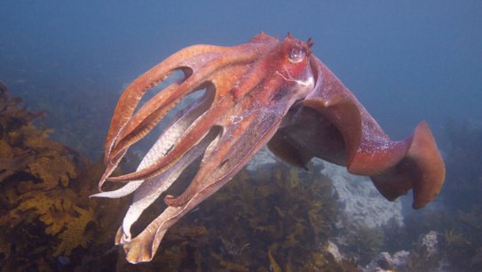 The giant cuttlefish is more social than the octopus.