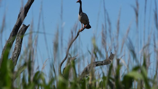 Birds in the Macquarie marshes.