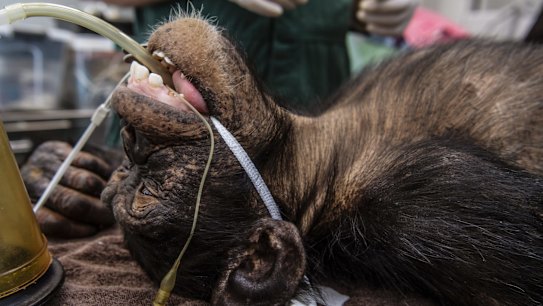 6-year-old Chimpanzee Fumo undergoing a health check at the Taronga Wildlife Hospital, Taronga zoo. 11th March 2020 Photo Louise Kennerley