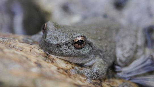 Critically endangered in NSW, the spotted tree frog is seen in the Kosciuszko National Park. 