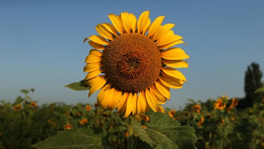 Planting hope amid the wreckage of MH17