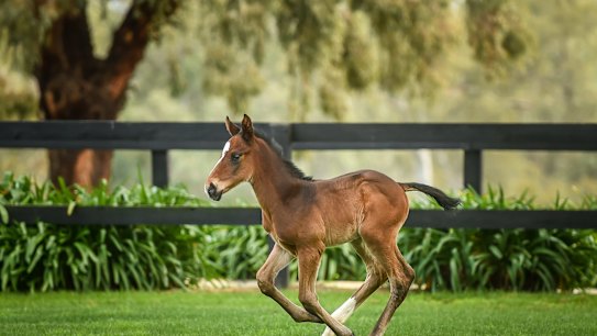 The six day old colt.