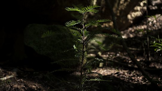 A young Wollemi pine growing in a wild translocation site in a canyon in the Wollemi Wilderness Area. 