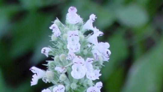 catnip flower
