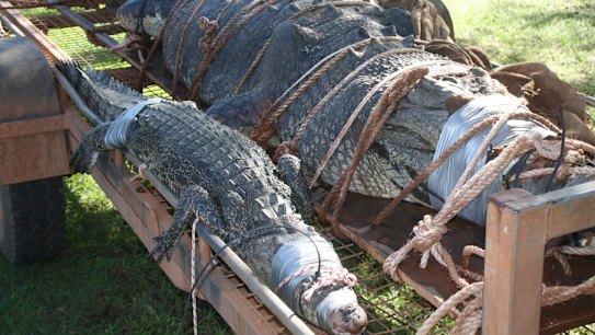 'They're never this big': Rangers capture 600 kilogram crocodile after a decade-long hunt
